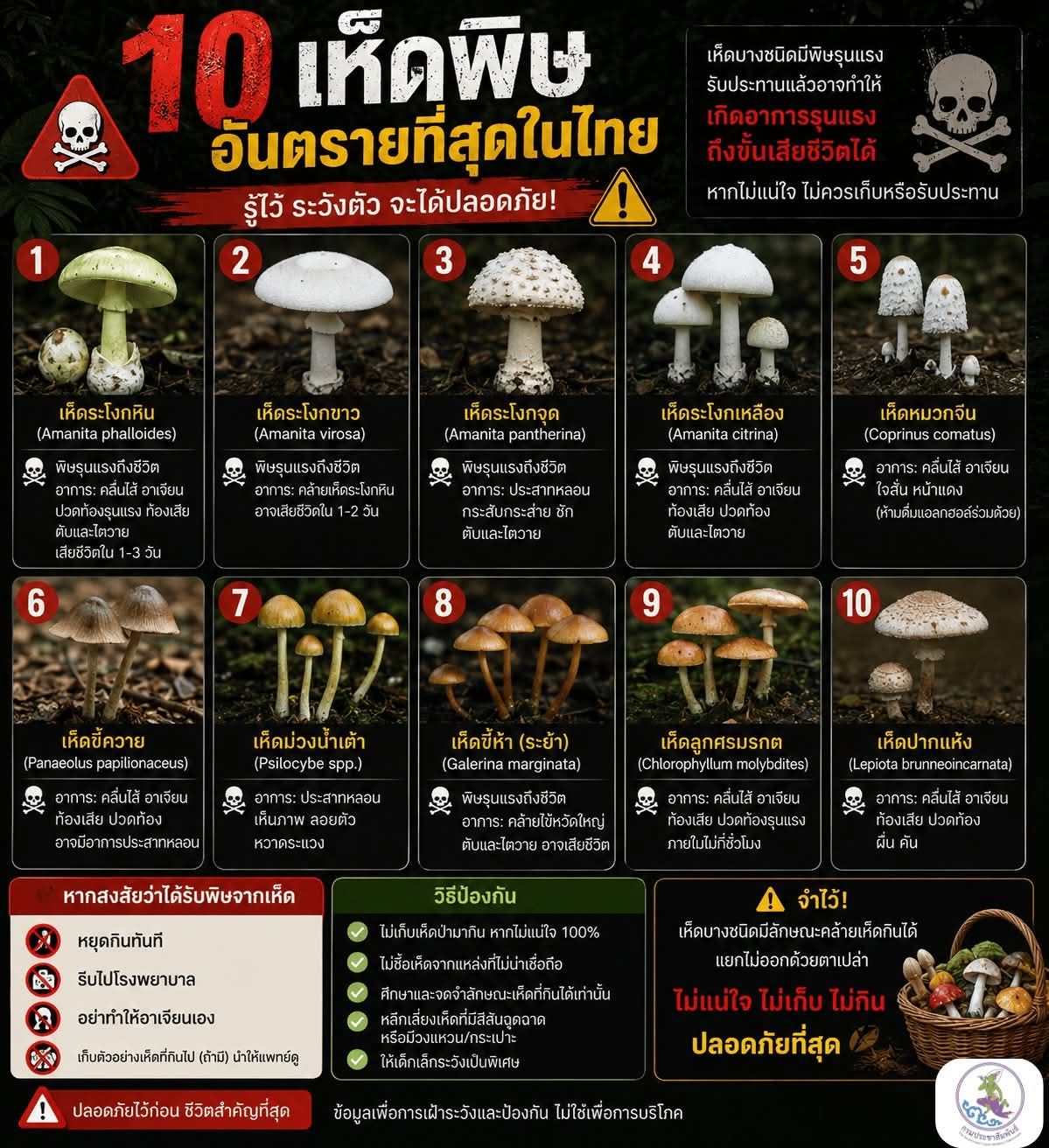 ⚠️ 10 เห็ดพิษอันตรายที่สุดในไทย 🍄☠️ รู้ไว้ ระวังตัว จะได้ปลอดภัย!